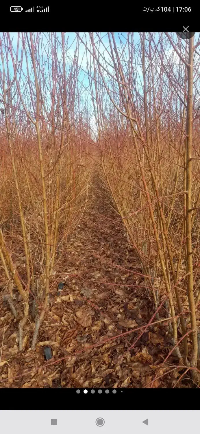 نهالستان چم|خدمات باغبانی و درختکاری|تهران, انبار نفت|دیوار