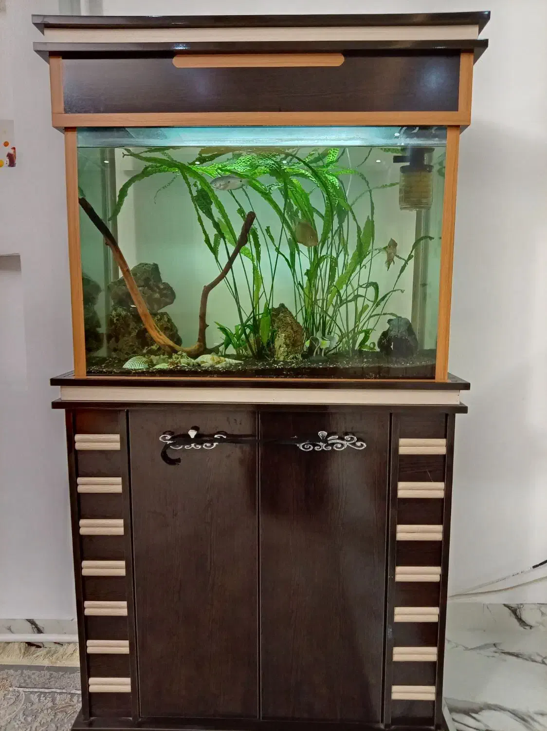 آکواریوم|ماهی|نوشین شهر, |دیوار