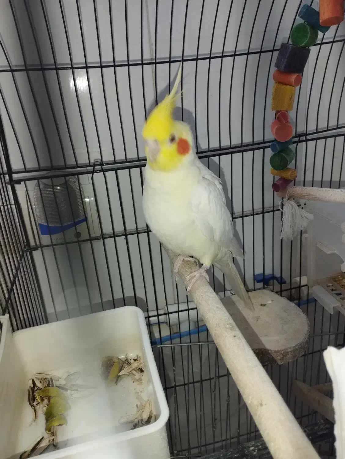 عروس هلندی نر|پرنده|جوانرود, |دیوار