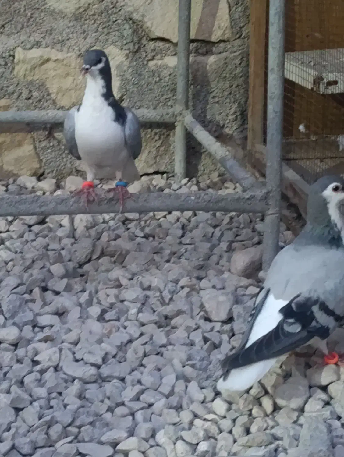 کبوتر خوش رنگ شهری|پرنده|خورموج, |دیوار