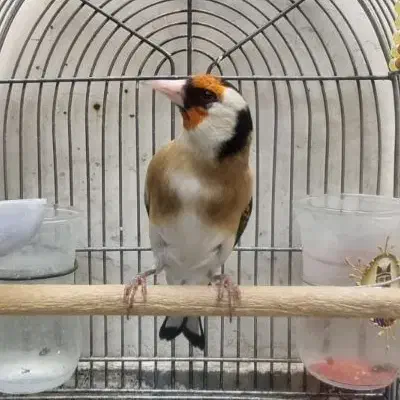 سهره|پرنده|شیراز, شریفآباد|دیوار