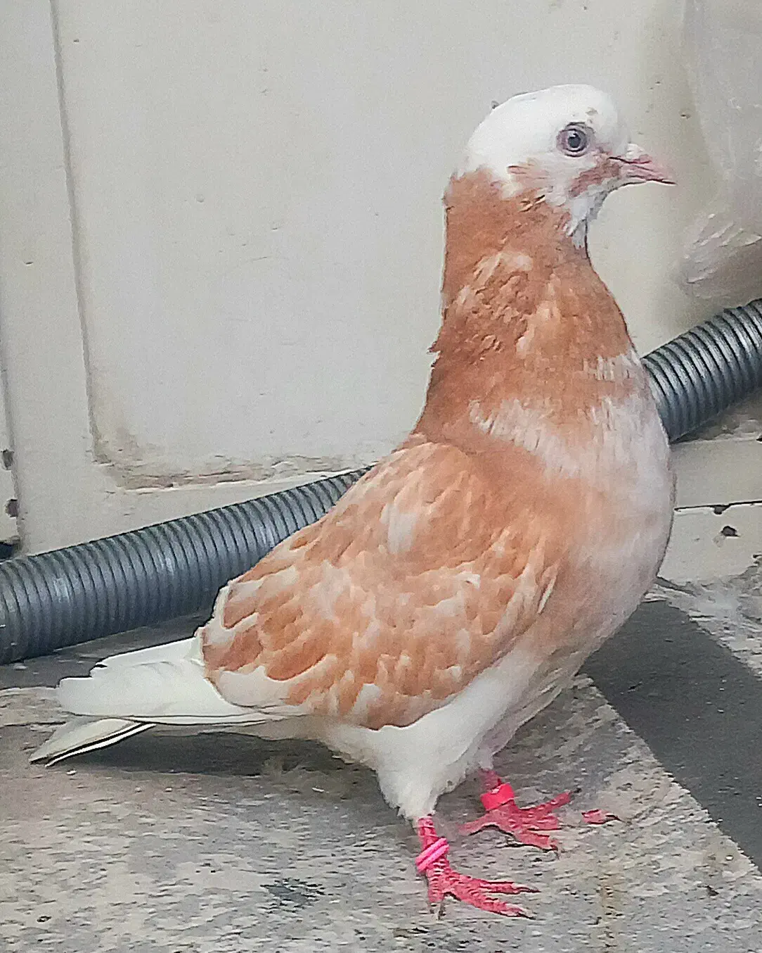 ۵تاا کفتر شازده مهر دست و دم سفید .نر شازده زرد|پرنده|تهران, بیسیم|دیوار