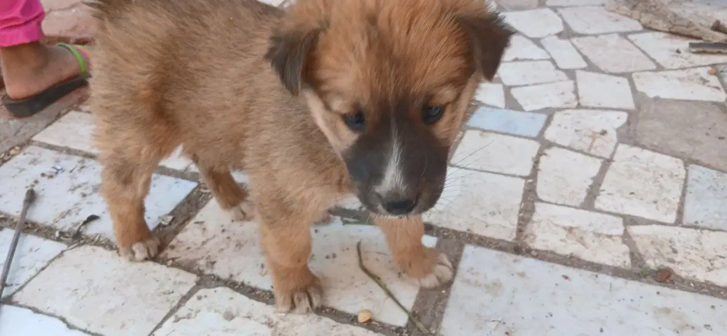 بچه سگ تربتی|سگ|رفسنجان, |دیوار