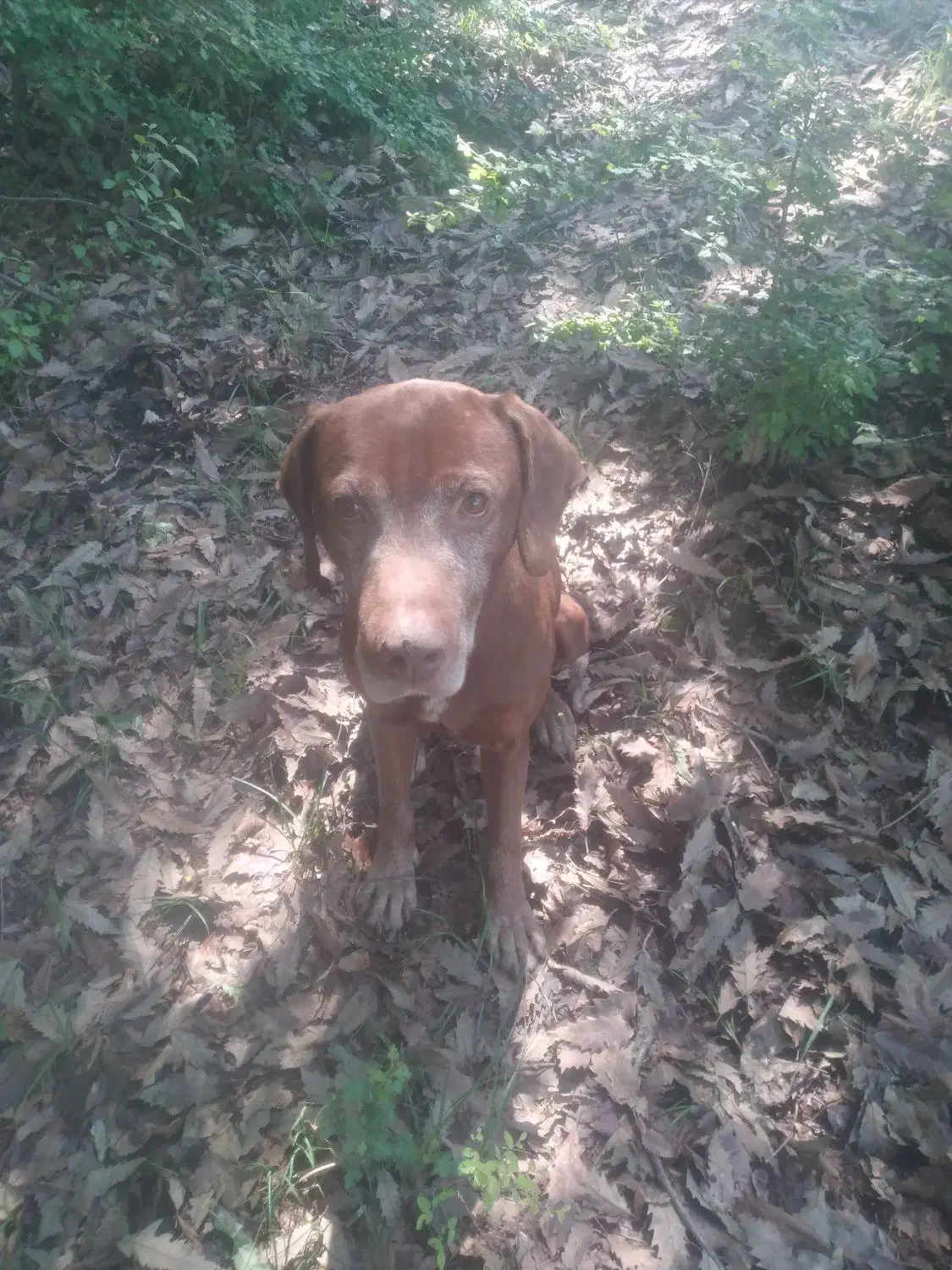 سگ شکاری|سگ|مینودشت, |دیوار