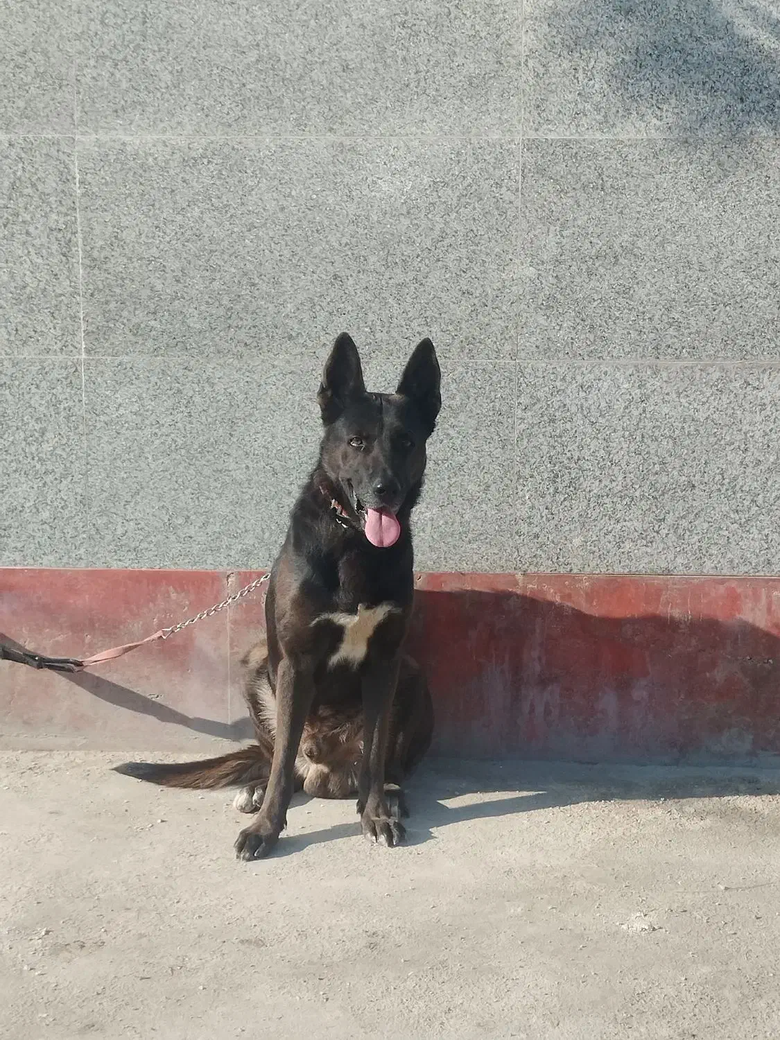 فروش فوری سگ مایونز|سگ|بندر ماهشهر, |دیوار