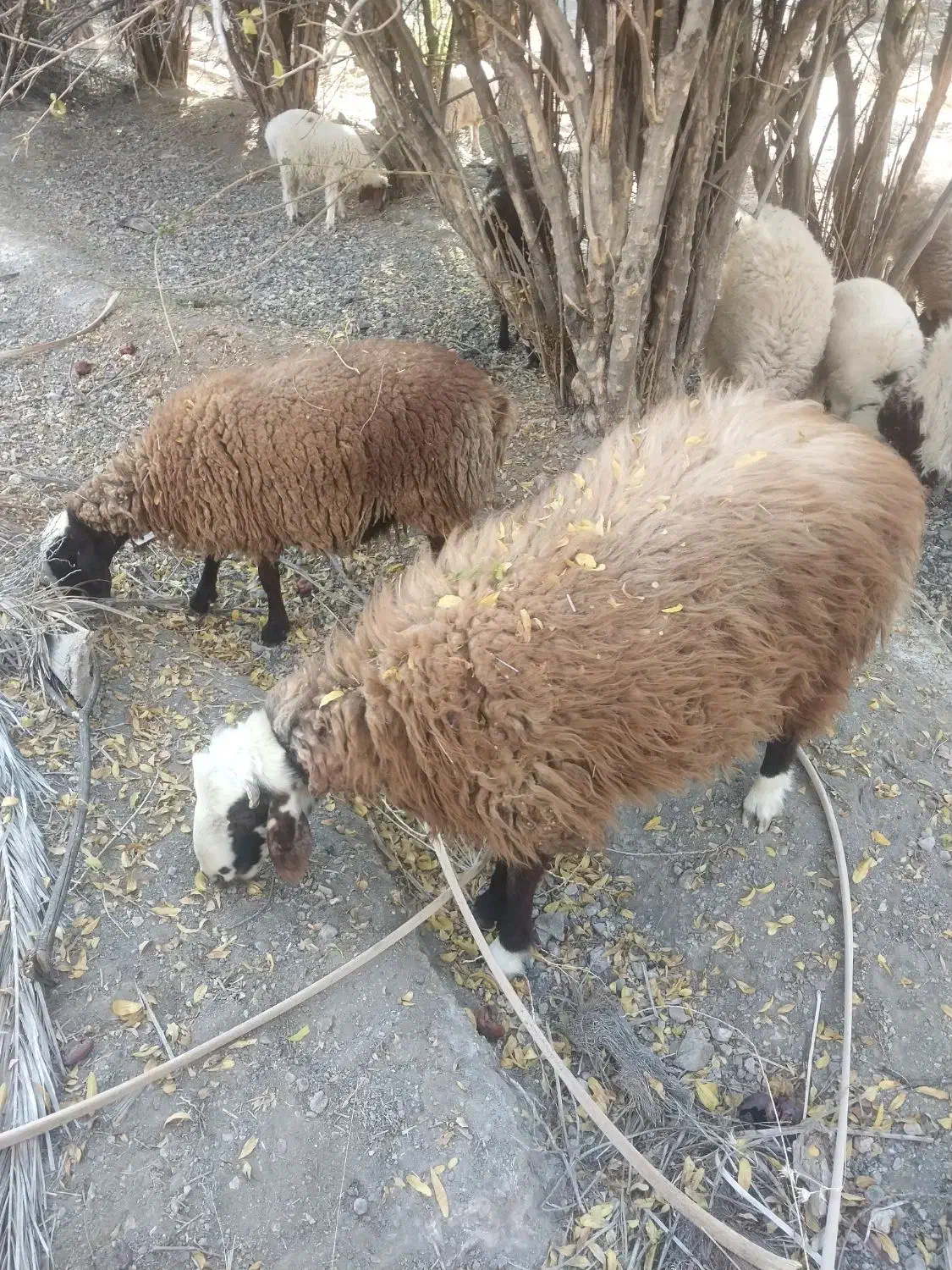 فروش بره قوچ افشاری تخمی|حیوانات مزرعه|ارزوئیه, |دیوار