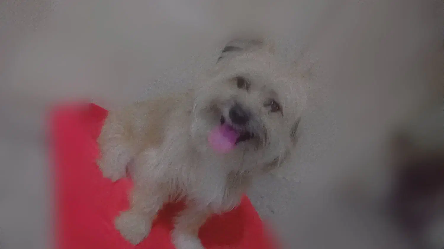 سگ معاوضه دارم با کبوتر خوب خوشونه گرده دار|سگ|خرم‌آباد, |دیوار