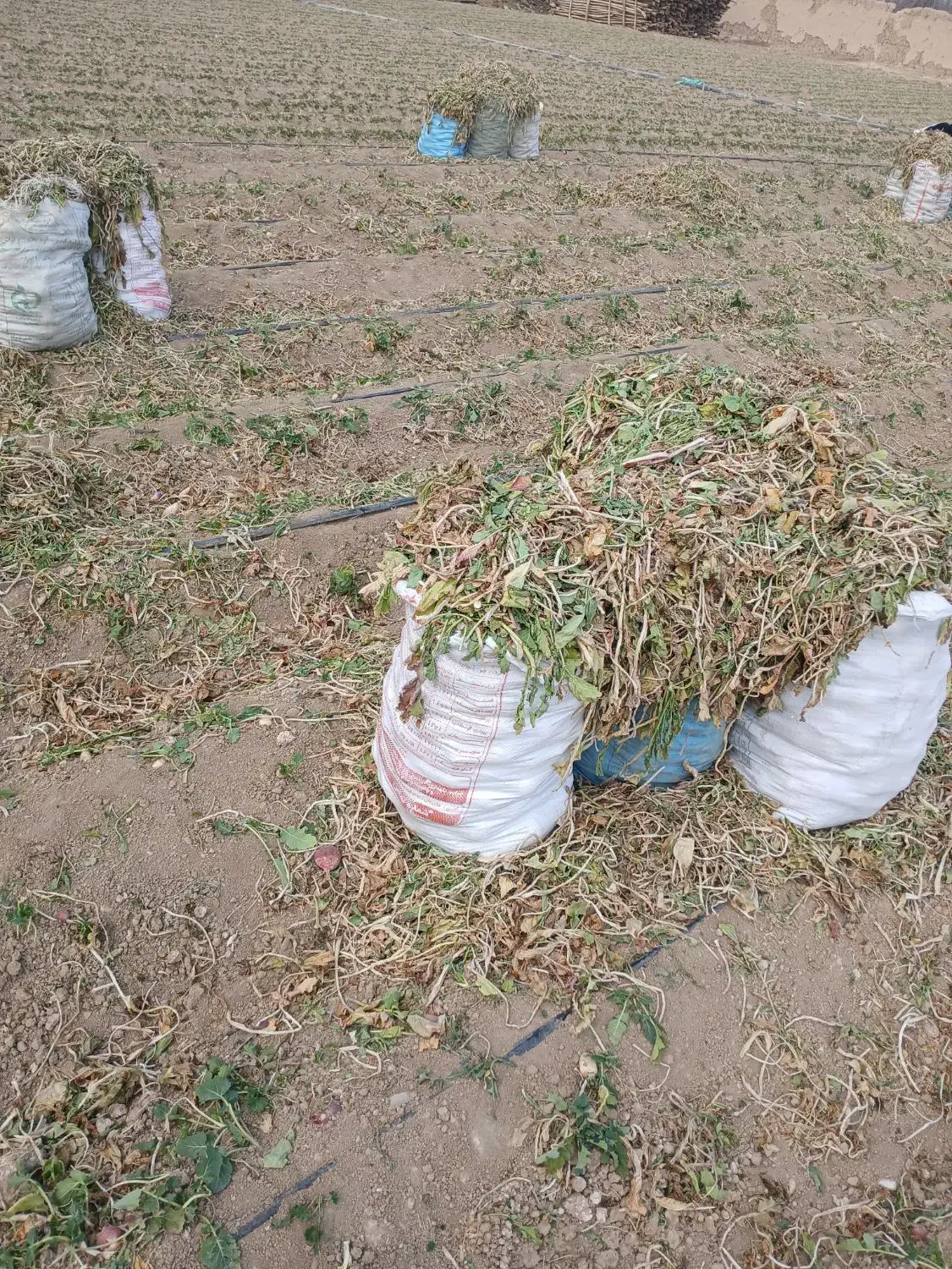 شلغم دامی|حراج|خمینی‌شهر, |دیوار