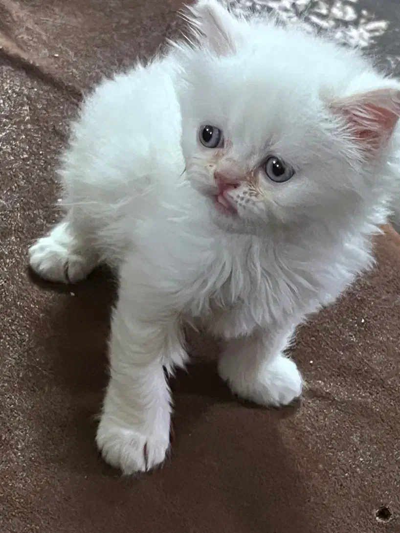 واگذاری بچه میکس هیمالین وبریتیش|گربه|مشهد, نوید|دیوار