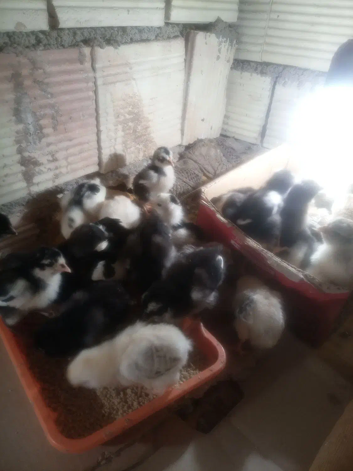 فروش|حیوانات مزرعه|سربیشه, |دیوار