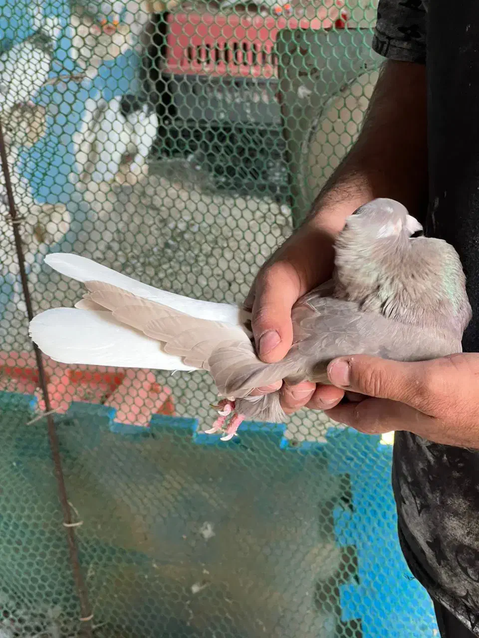 دم سفید|پرنده|شوش, |دیوار