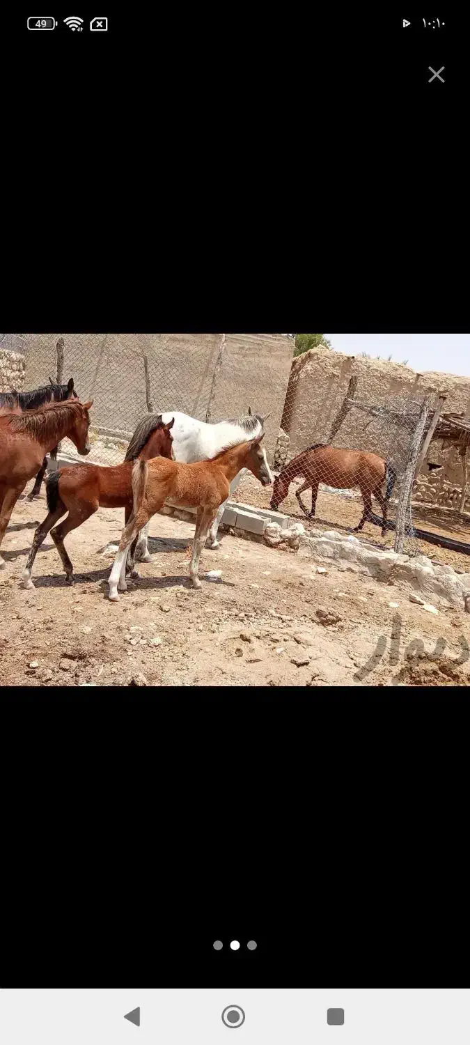 فروش اسب دره‌شوری|اسب و تجهیزات اسب‌سواری|خنج, |دیوار