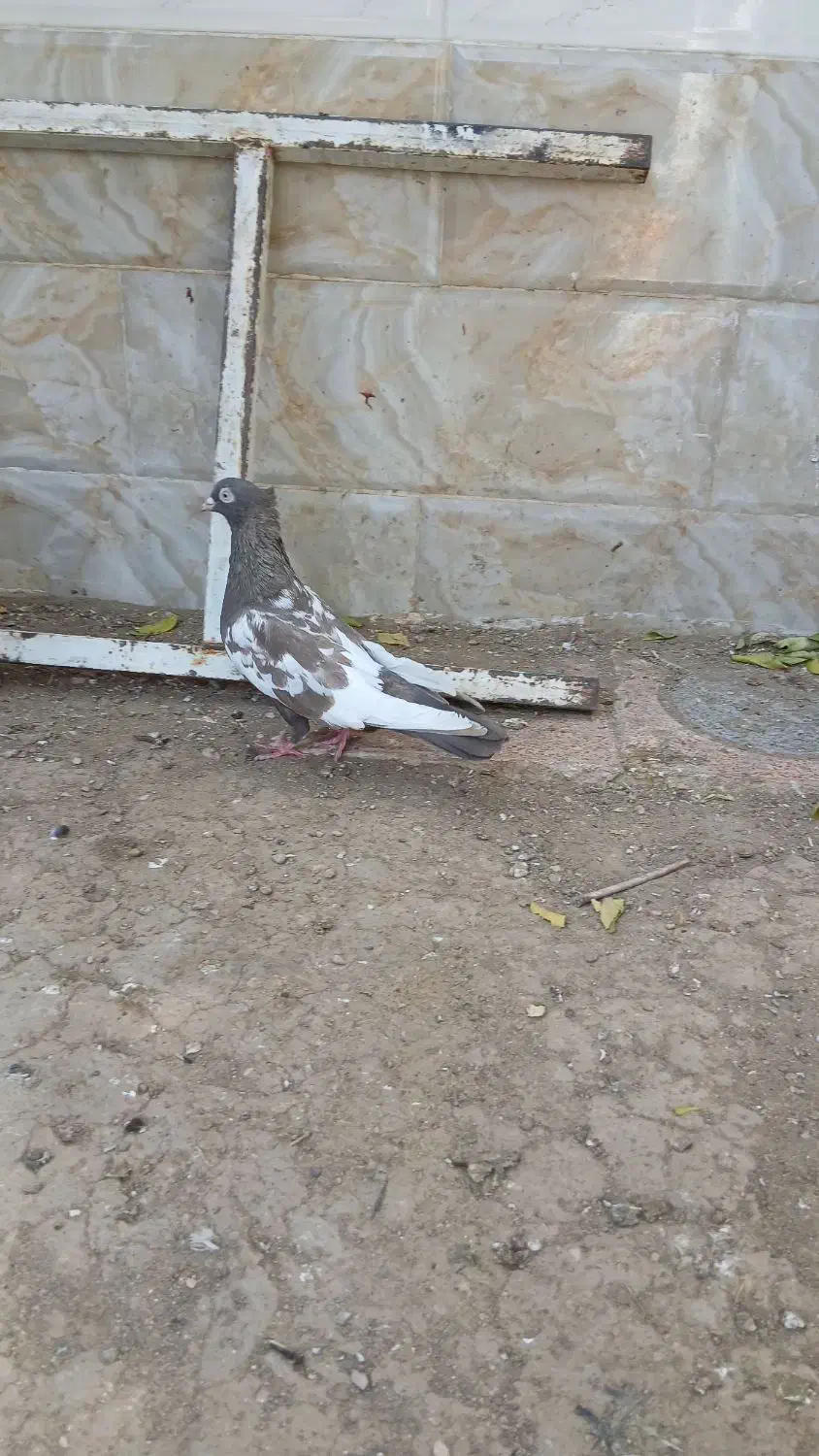 کبوتر بهبهانی|پرنده|استهبان, |دیوار