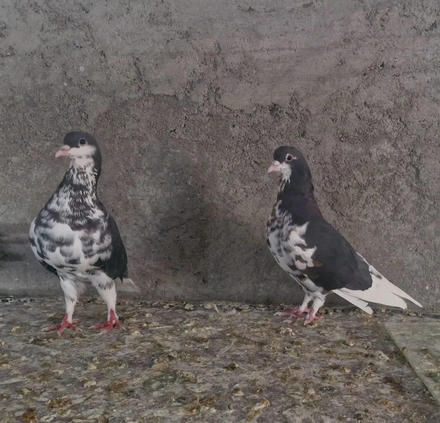 کفتر کبوتر چپ عمری افشون|پرنده|شهر بابک, |دیوار