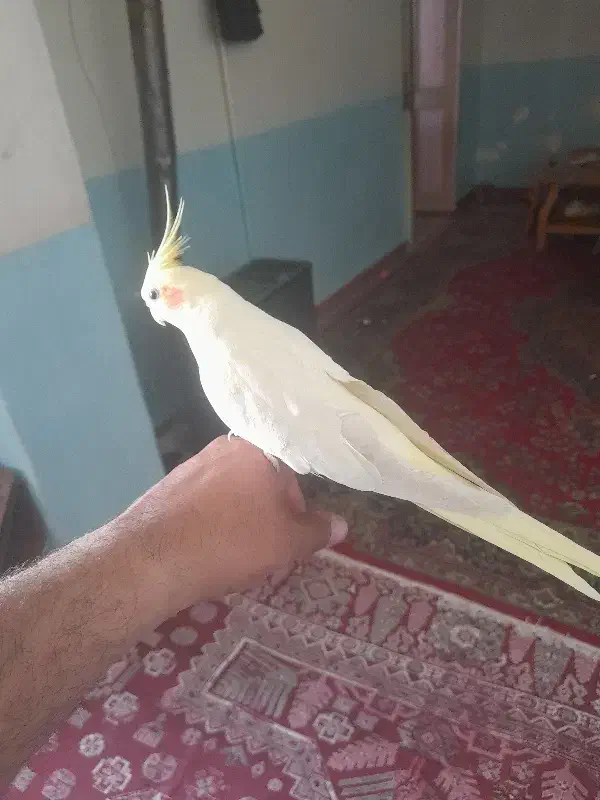 عروس هلندی یک ساله دستی و وحشی .|پرنده|باغ بهادران, |دیوار