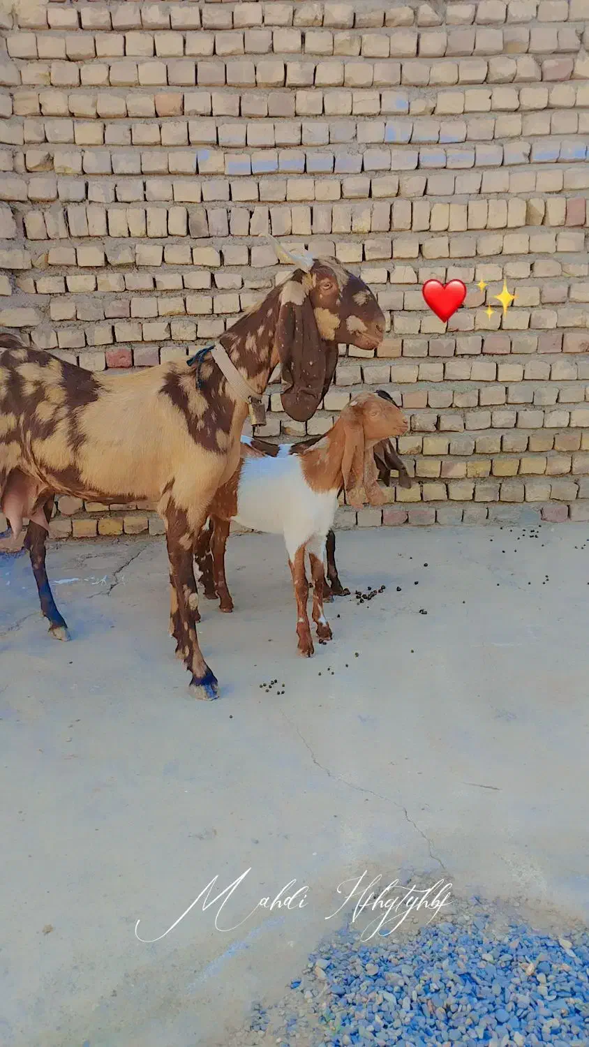 به نام خدا یک راس بزچهل خال جمل زافروشی|حیوانات مزرعه|کاشمر, |دیوار