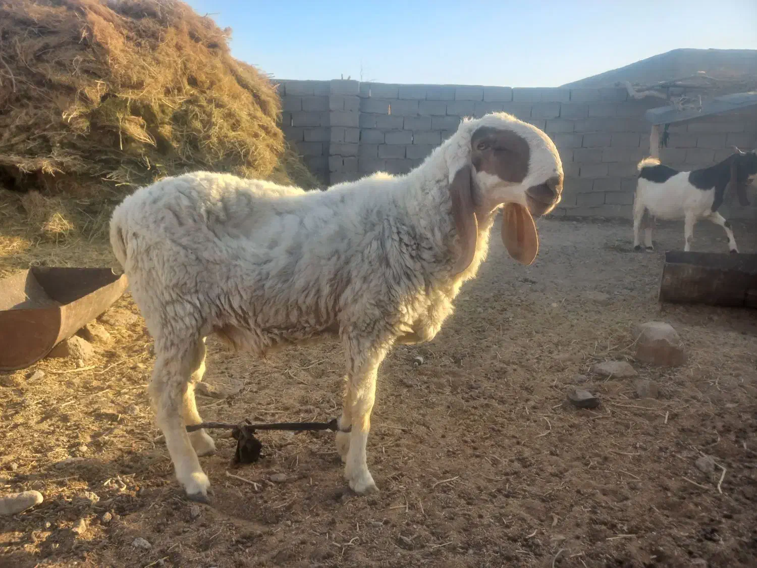 قوچ مری|حیوانات مزرعه|هامون, |دیوار