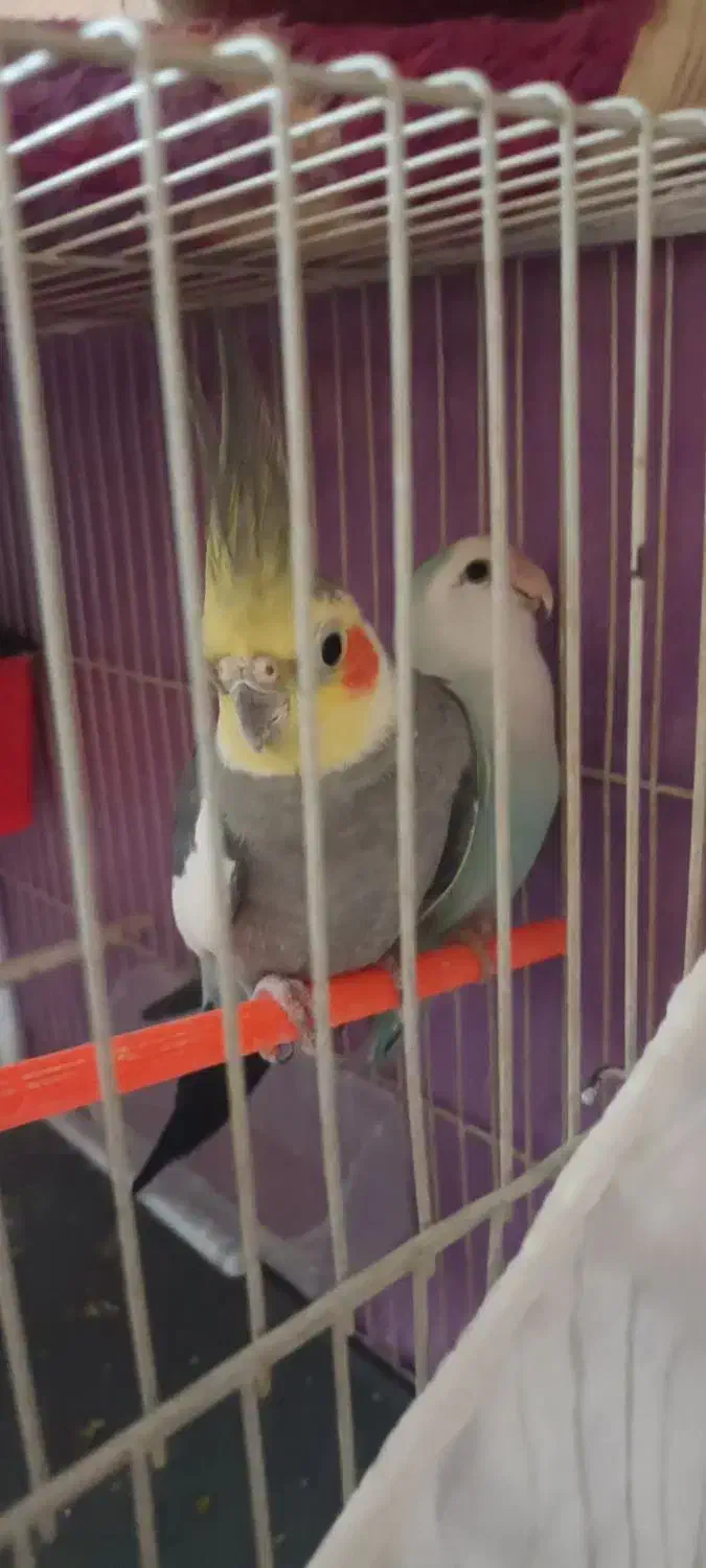 پرنده|پرنده|مشهد, شهرک امام هادی (شهرک غرب)|دیوار