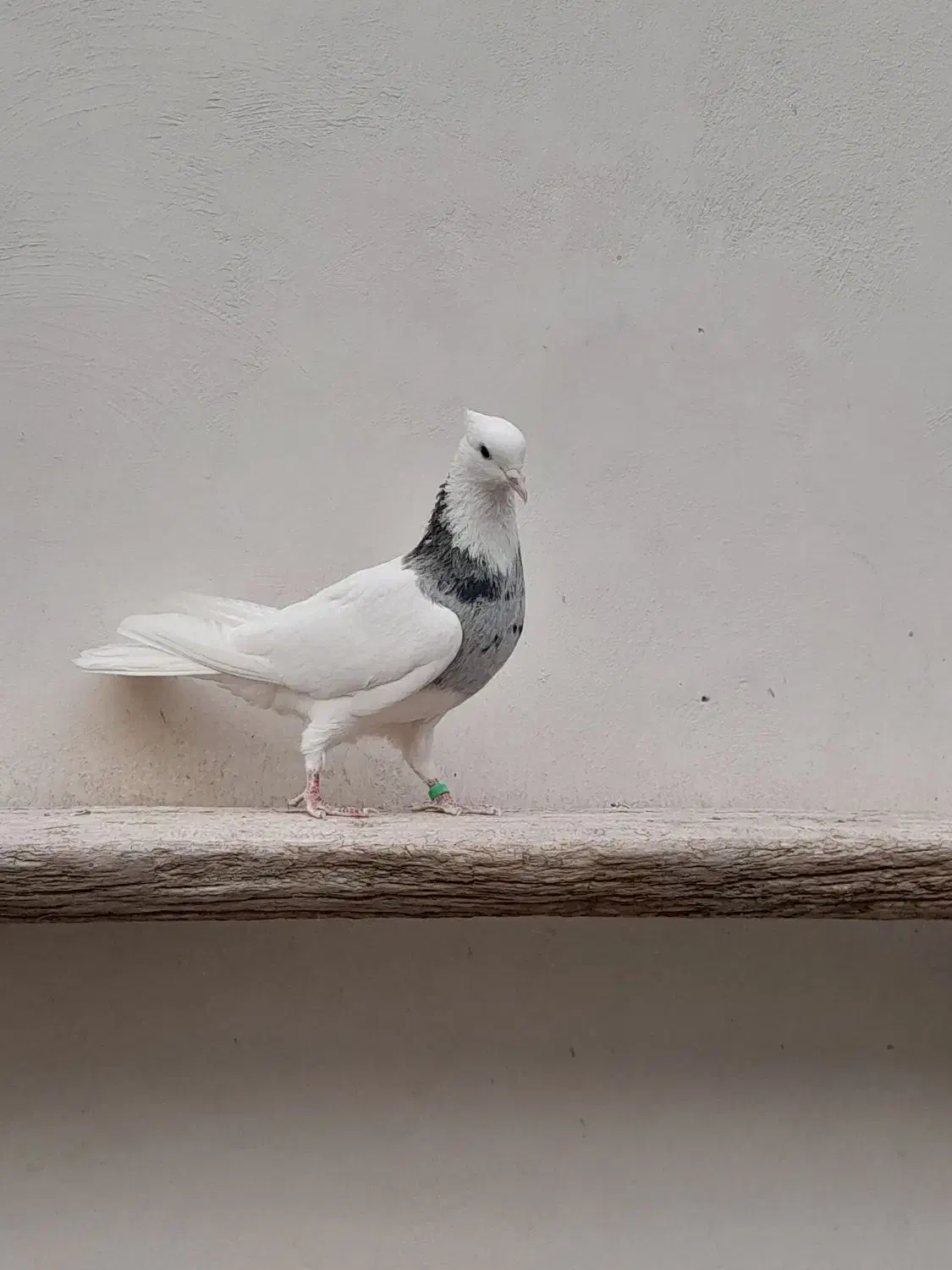 کبوتر طوقی|پرنده|خمینی‌شهر, |دیوار