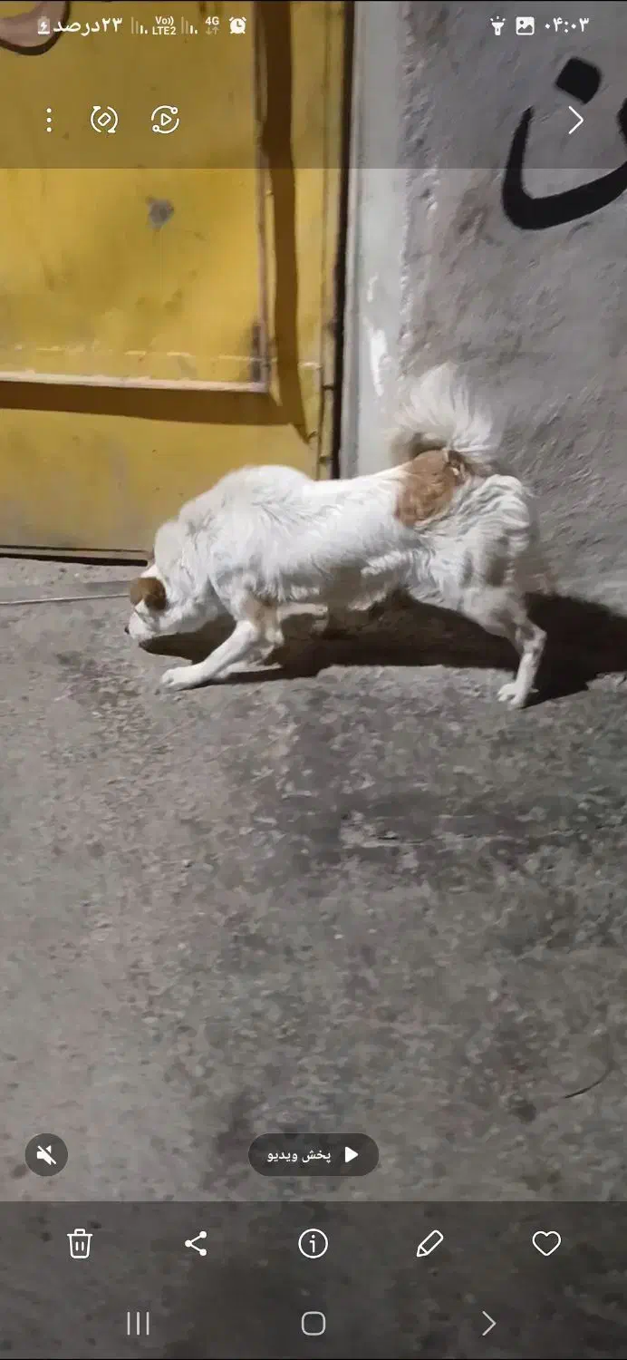 سگ اشپیتز|سگ|شیراز, کوشک میدان|دیوار