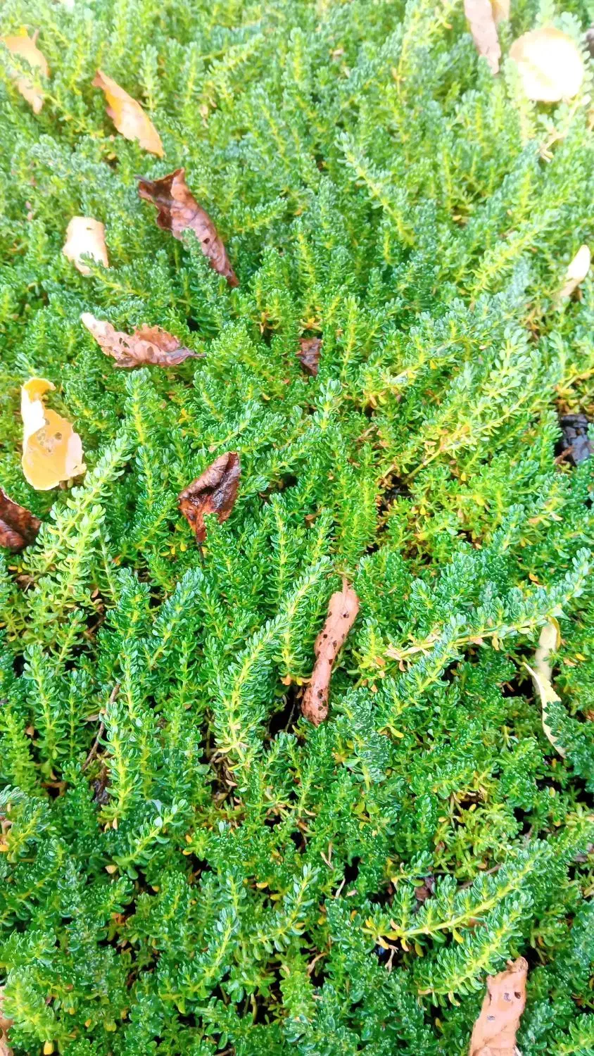 چمن رونده فرانکنیا و فیله آ|گل و گیاه طبیعی|محمدشهر, محمدشهر|دیوار