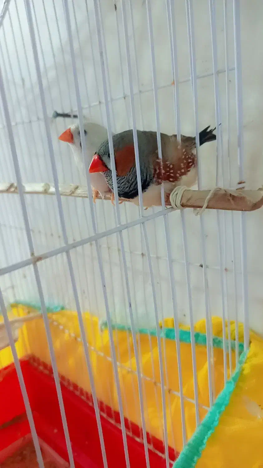 فنج|پرنده|بندر امام خمینی, |دیوار