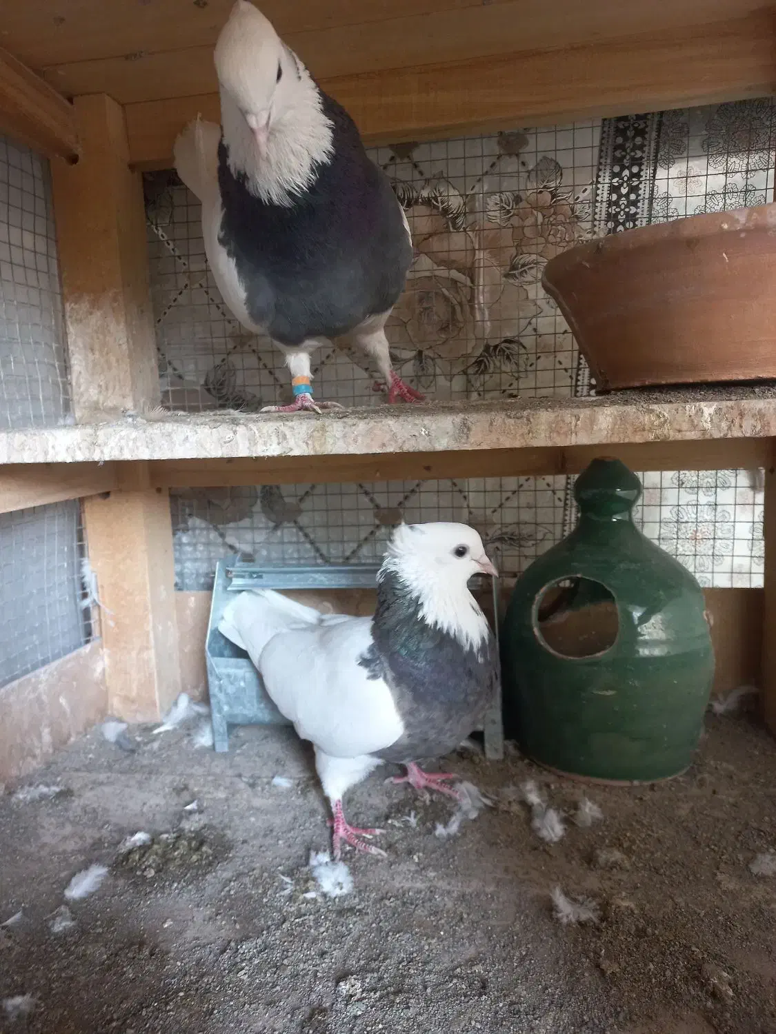 کفترفروشی|پرنده|کاشان, فاز ۲ ناجی آباد|دیوار