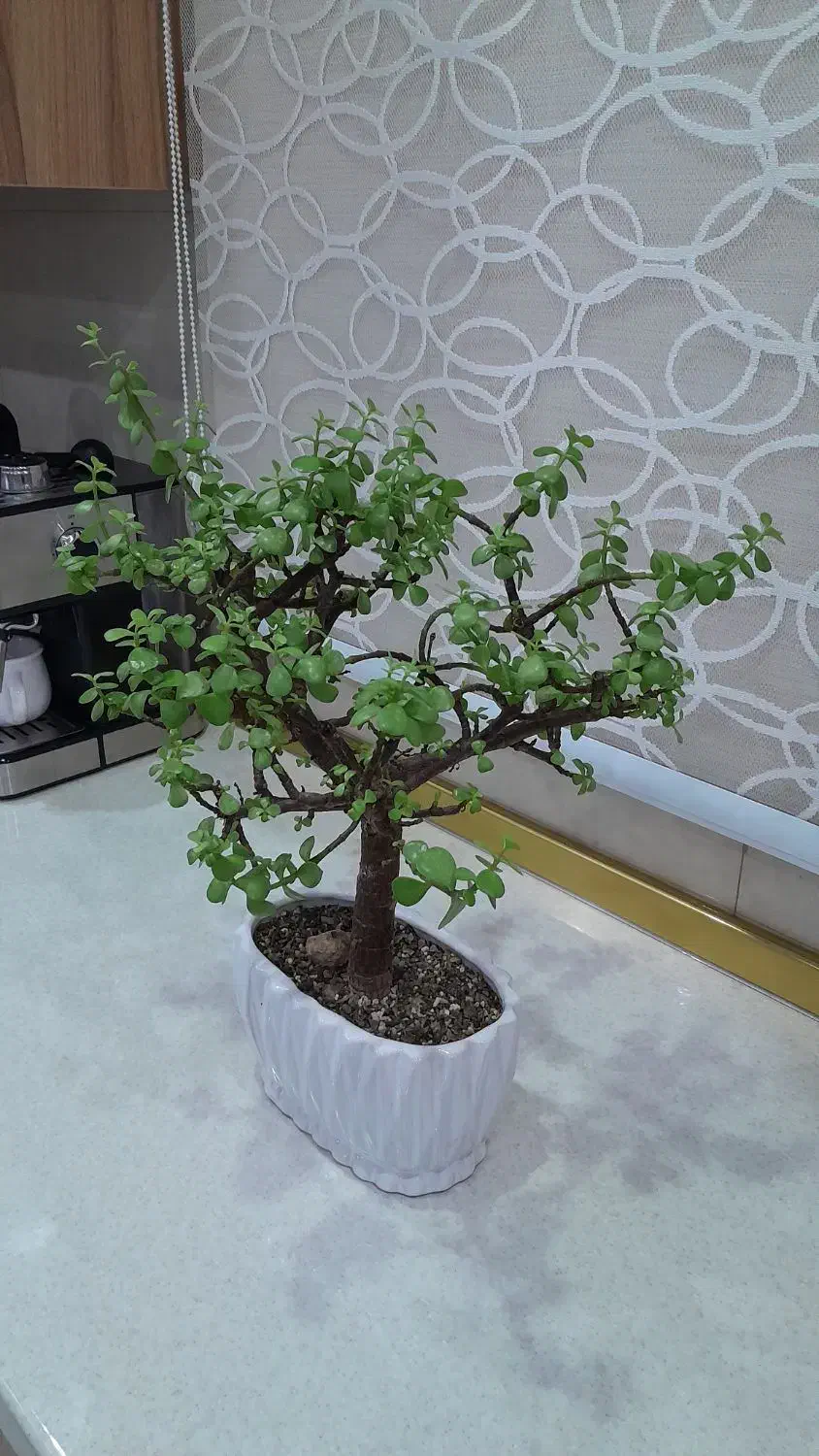 بونسای خرفه ای|گل و گیاه طبیعی|پاکدشت, پاکدشت (مامازند)|دیوار