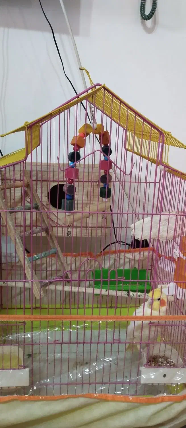 عروس هلندی|پرنده|رودسر, |دیوار