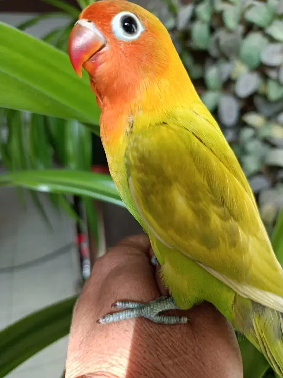 کوتوله فسفری رنگین کمانی|پرنده|نجف‌آباد, ریاضی|دیوار