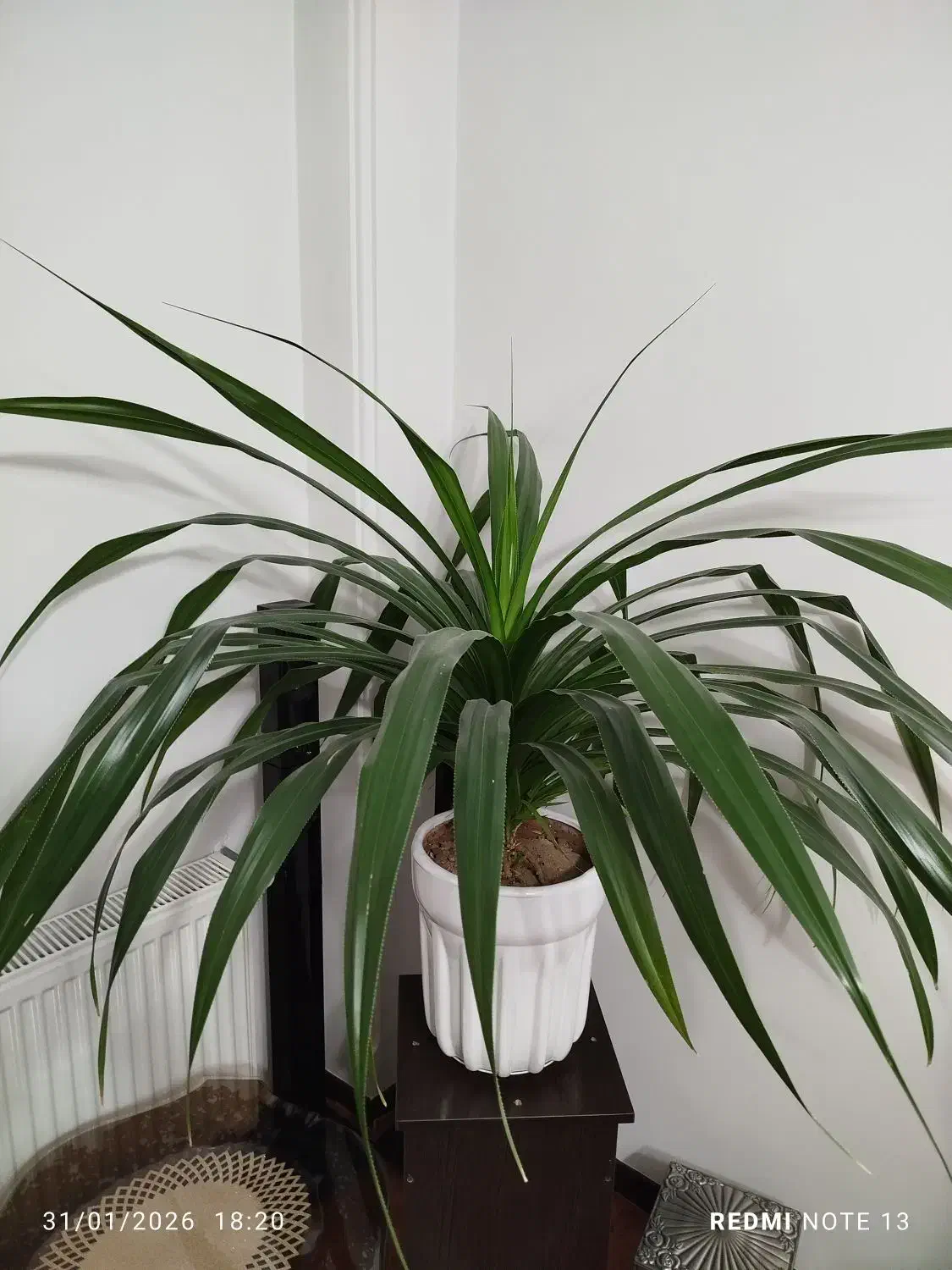 گل پاندانوس|گل و گیاه طبیعی|فولادشهر, مسکن مهر فولادشهر|دیوار