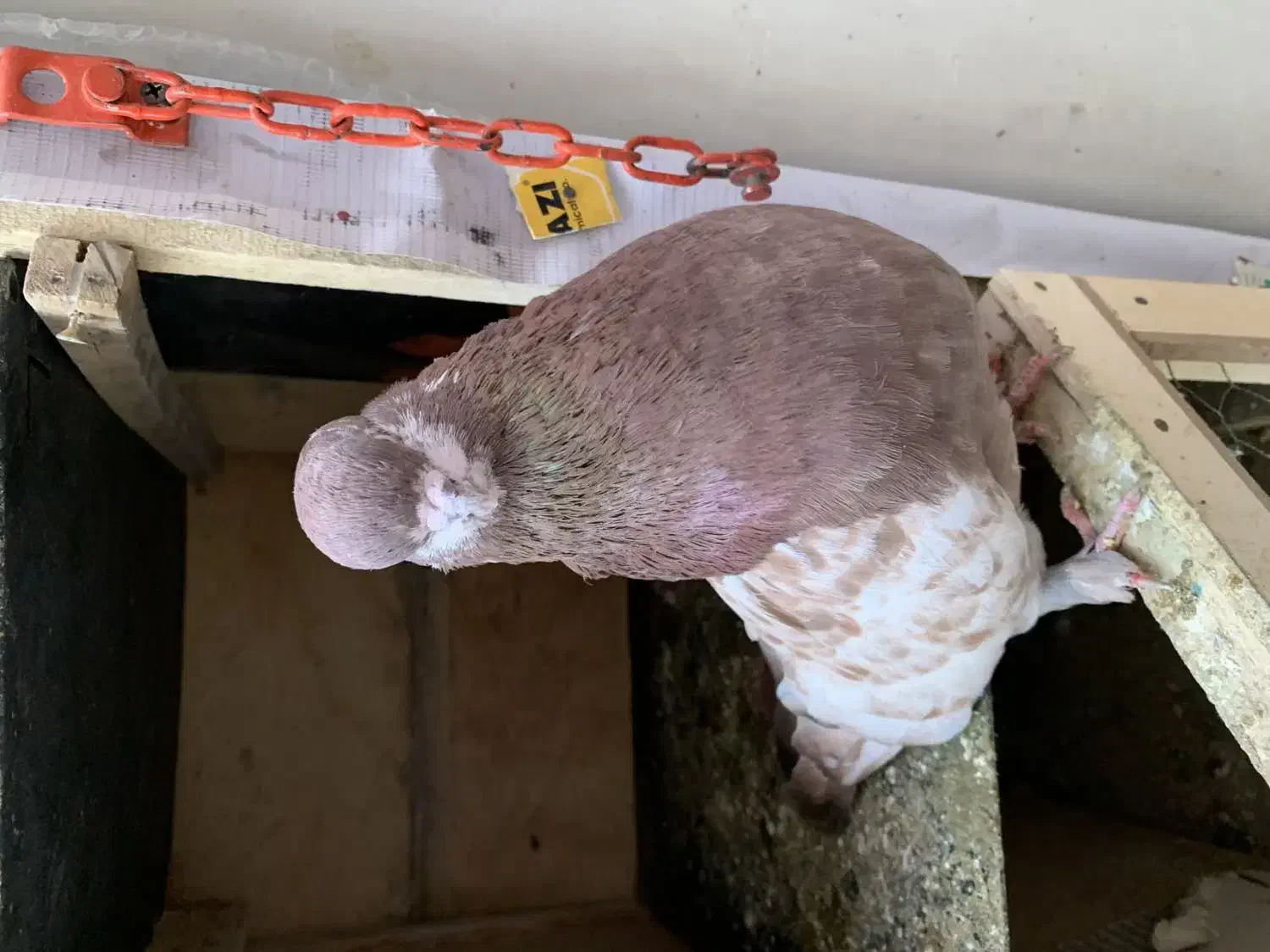 کفترپرشی ونقش|پرنده|رباط‌کریم, کیکاور|دیوار