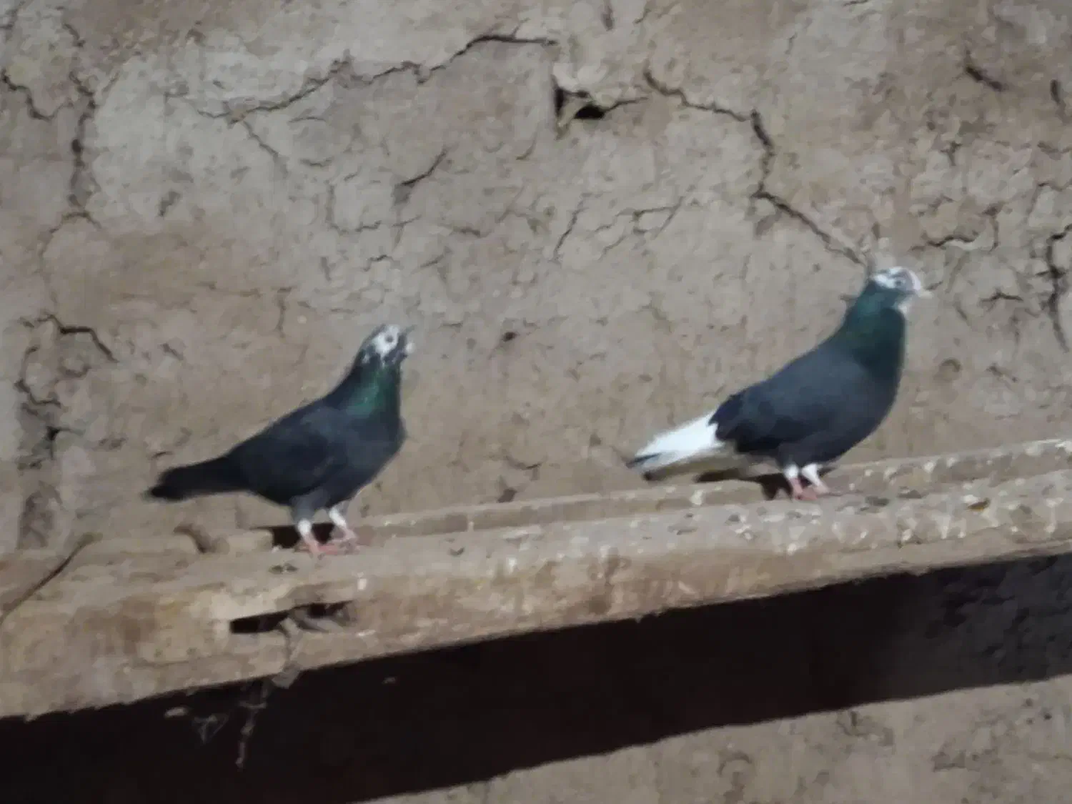 کبوتر|پرنده|اردبیل, |دیوار