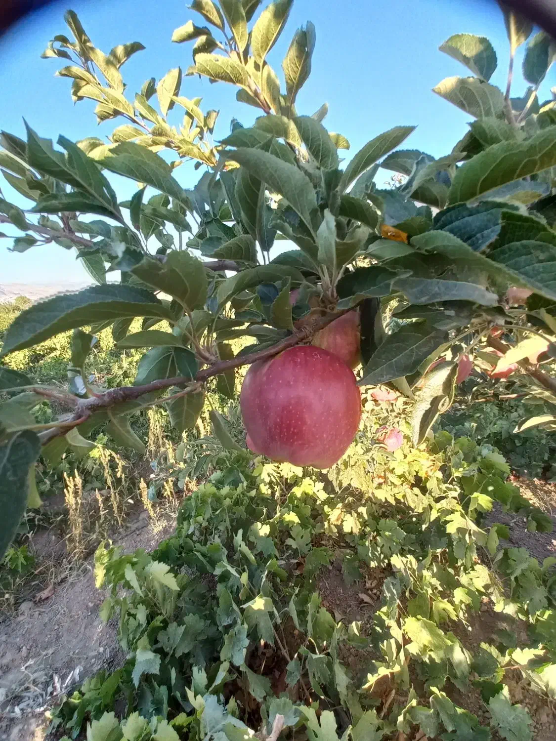 باغ انگور در روستای اژدهاتو|فروش دفتر صنعتی، کشاورزی، تجاری|زنجان, |دیوار