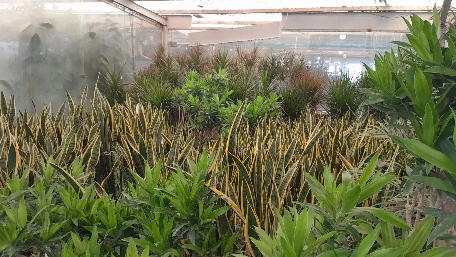 گل و گیاه آپارتمانی|گل و گیاه طبیعی|ری, بازار گل خاوران|دیوار