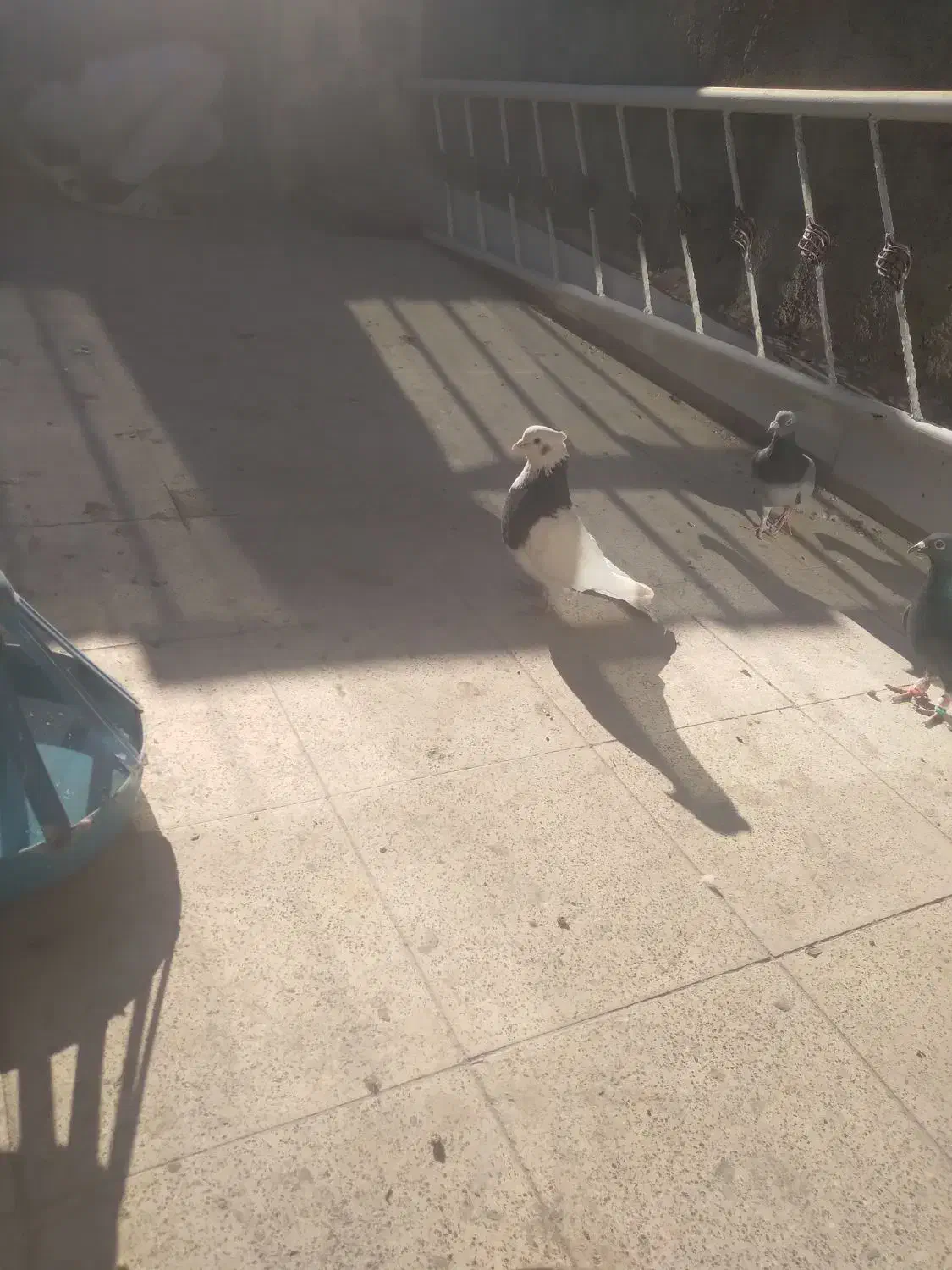 کبوتر طوقی|پرنده|مشهد, شهید معقول|دیوار