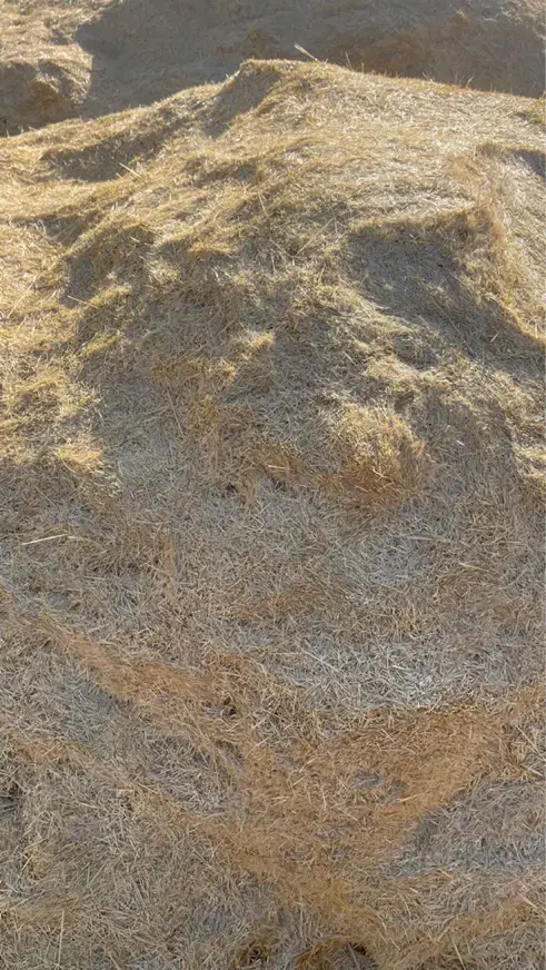 انواع کاه دیم گندم نخود عدس|لوازم جانبی حیوانات|شیراز, ابیوردی|دیوار