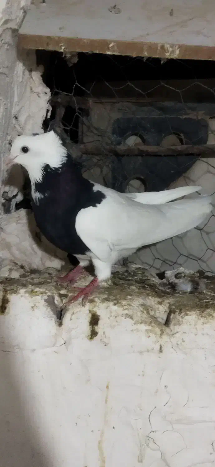 طوقی و تهرانی معاوضه (سهره )|پرنده|کرمانشاه, |دیوار