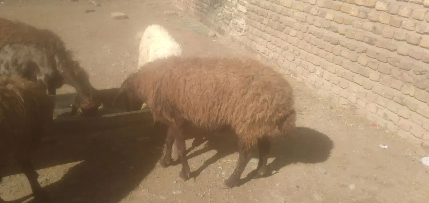 میش‌بزغاله|حیوانات مزرعه|تربت‌حیدریه, حاجی یار‎|دیوار