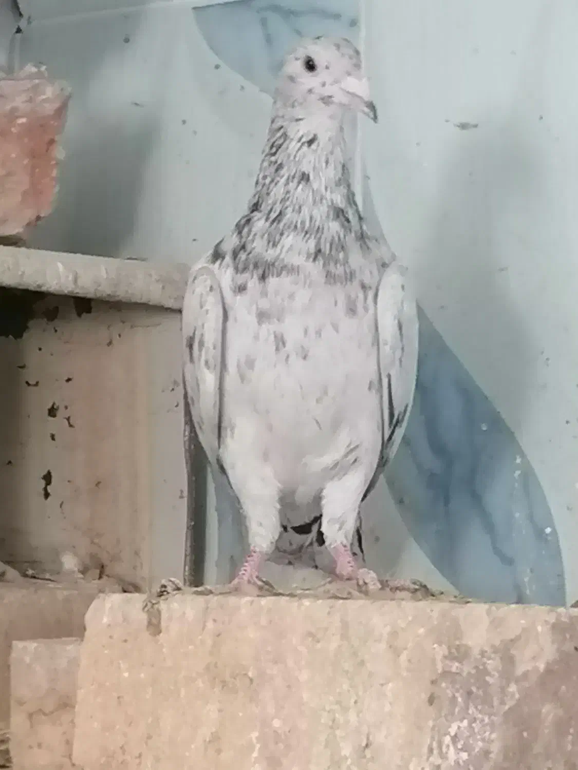 بار جدید اصل جنس|پرنده|کاخک, |دیوار