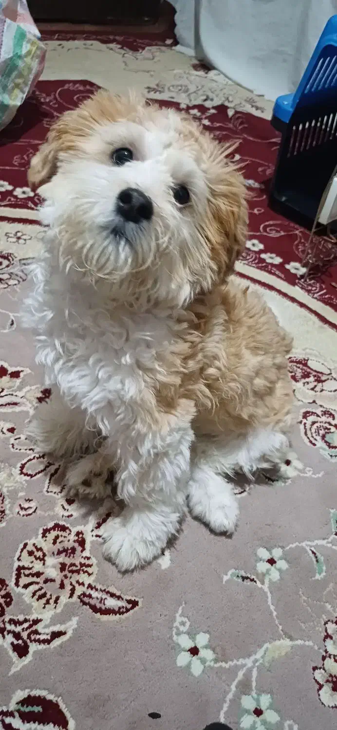 سگ پاکوتاه|سگ|بجنورد, |دیوار