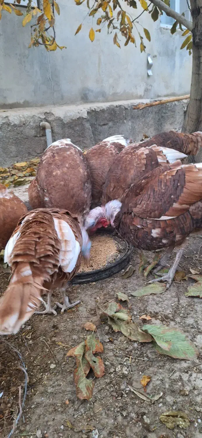 فروش بغلمون خونگی اورگانیک|حیوانات مزرعه|مهاجران, |دیوار