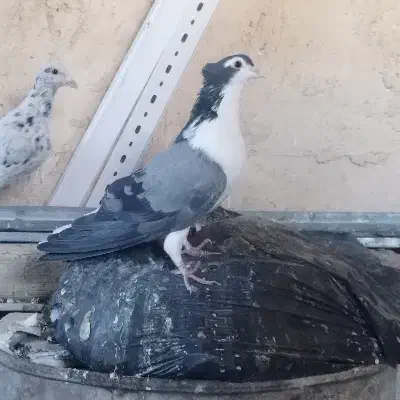 کفتر دمگیر دوبحر گلین|پرنده|اصفهان, گورت|دیوار