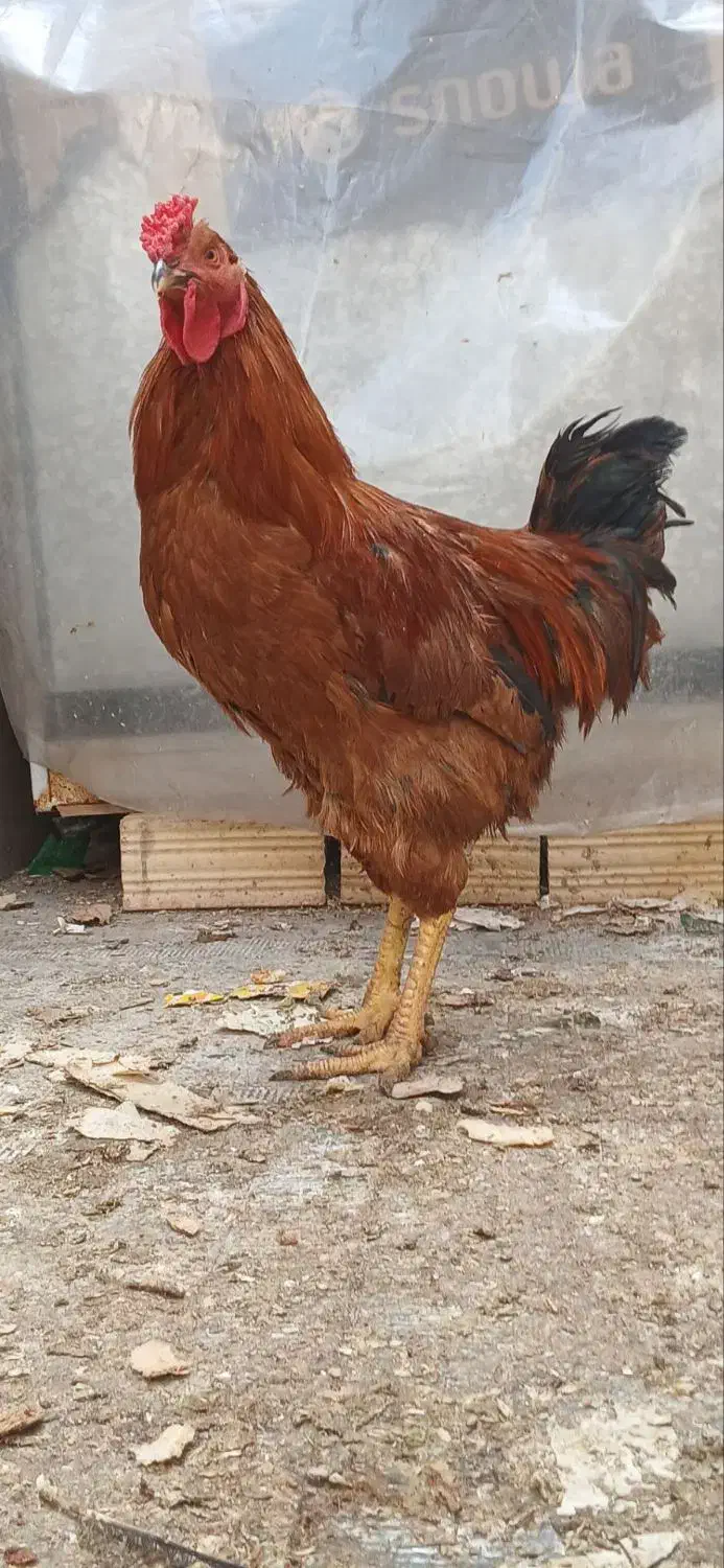 خروس چهل تاج زیبا|حیوانات مزرعه|مشهد, ابوذر|دیوار