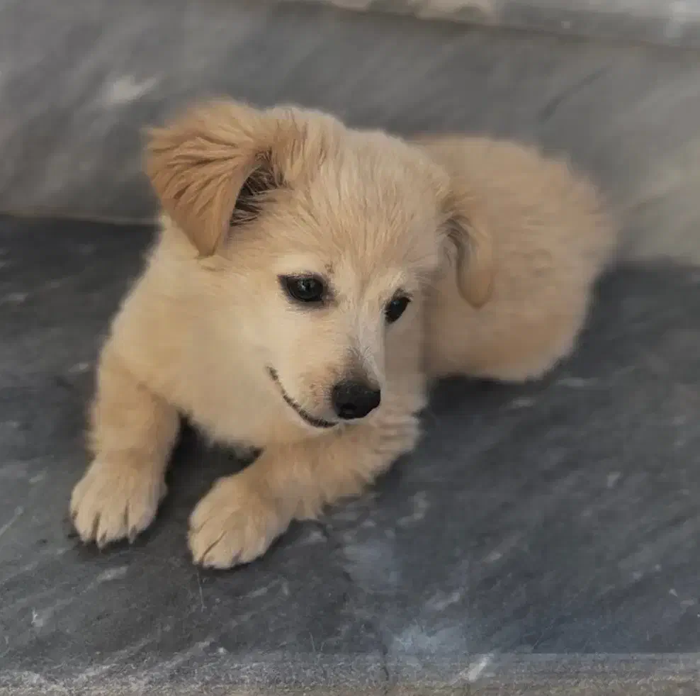 سگ پامرتریر|سگ|بندر انزلی, کارآموزی|دیوار