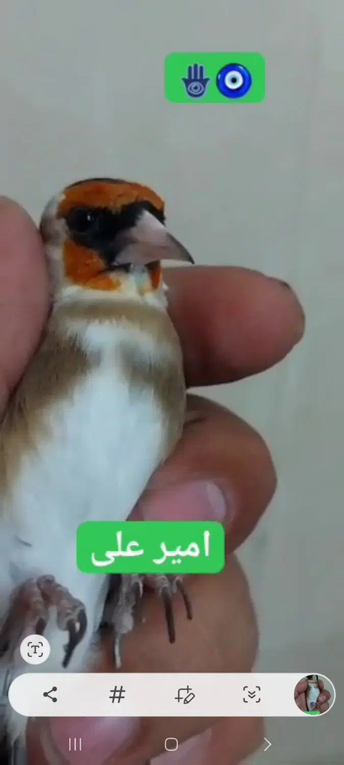 پرنده سهره چونه سفید جفتی،جوجه قفس یاسمین|پرنده|ری, دولتآباد|دیوار