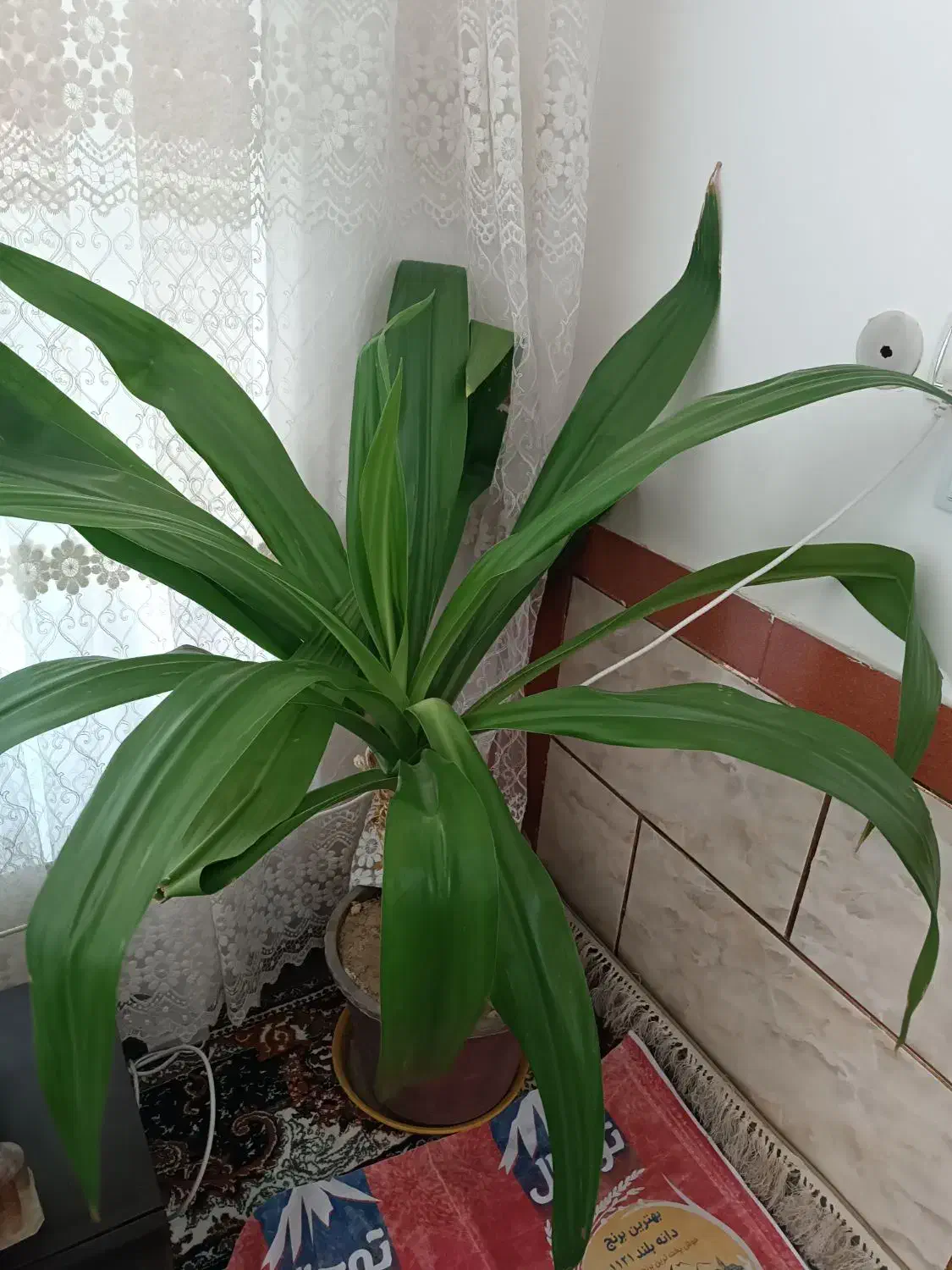 گل درجه یک|گل و گیاه طبیعی|فیروزآباد (فارس), |دیوار