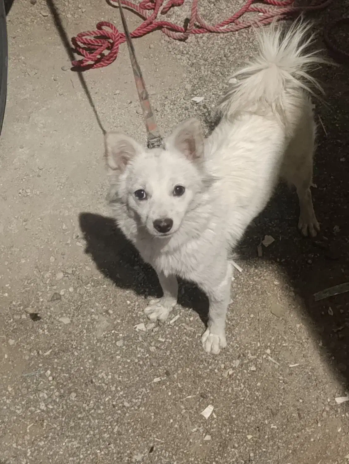 این سگ گمشده|سگ|کازرون, |دیوار