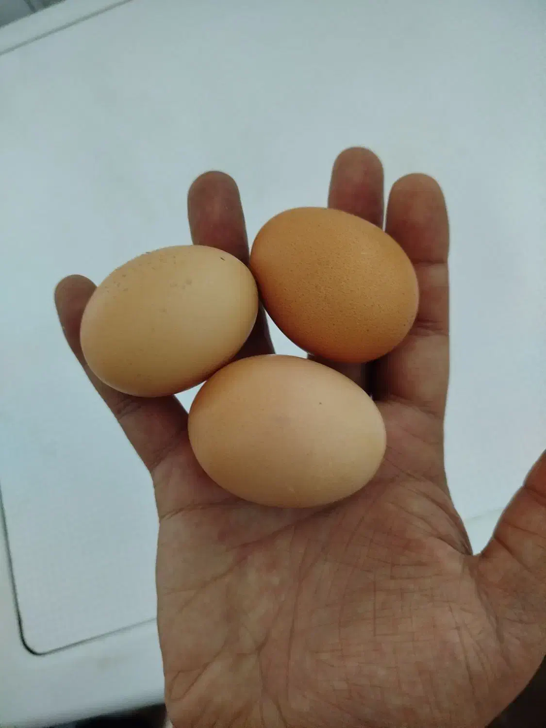 تخم مرغ|خوردنی و آشامیدنی|قم, الغدیر|دیوار