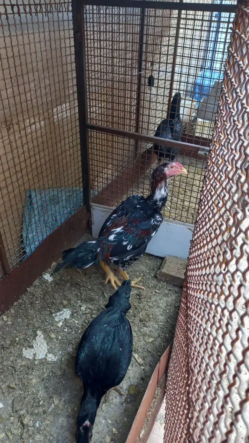 فروش مرغ و خروس لاری|حیوانات مزرعه|رستمآباد, |دیوار